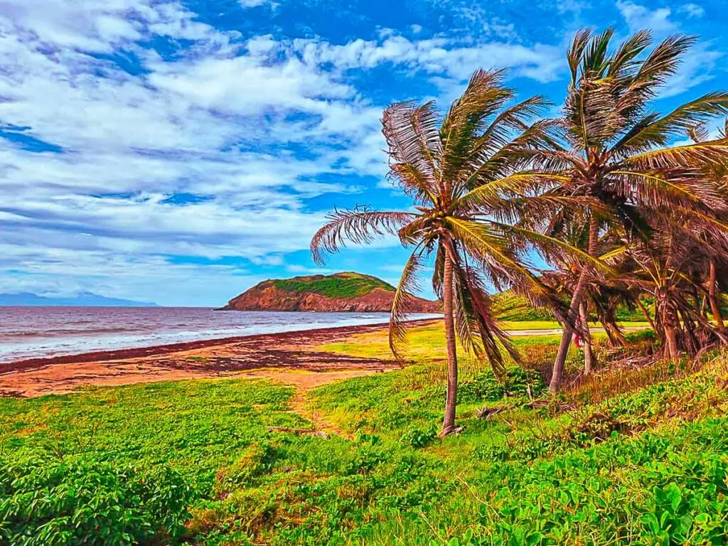 Vue sur la plage de Grande Anse à Terre-de-Haut, Les Saintes, avec palmiers, sable doré et colline verdoyante