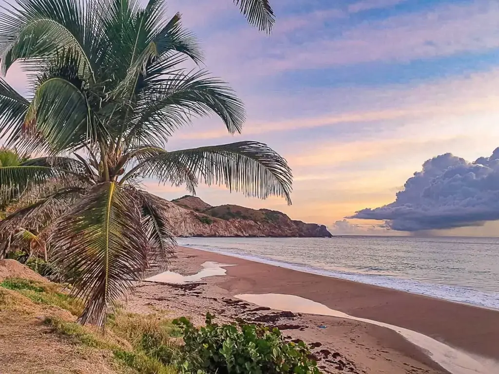 Aube rose sur la plage de Terre-de-Haut, avec palmier, mer calme et ciel pastel